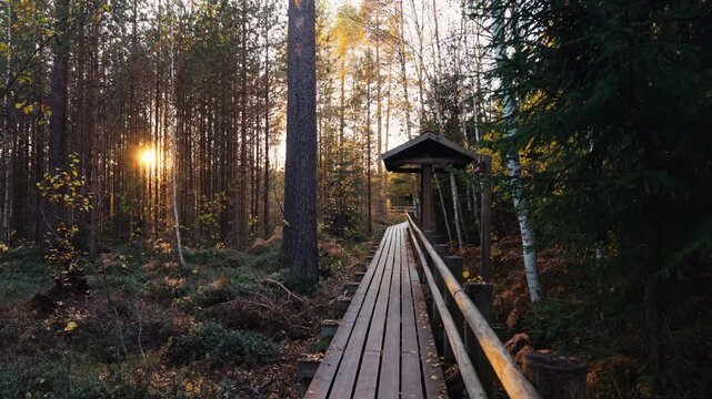 Secluded woodland shelter, Wooden shelter in peaceful woods, Quiet pine forest refuge at sunset