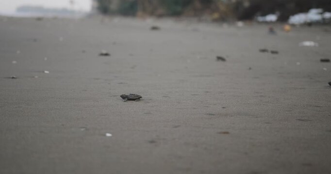 A wide shot of many sea turtle hatchlings running across the sand toward the ocean. Sea turtle rescue at a conservation center. A baby turtle runs toward the water. Saving nature and the environment.