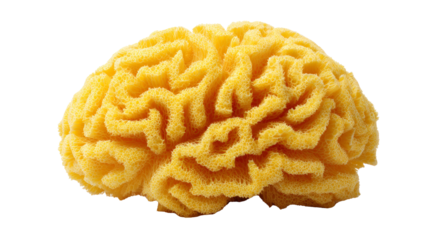 Yellow Natural Sea Sponge with Intricate Texture on White Background
