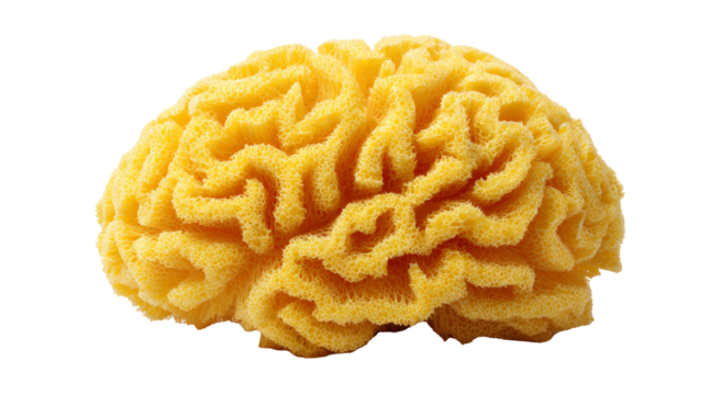 Yellow Natural Sea Sponge with Intricate Texture on White Background