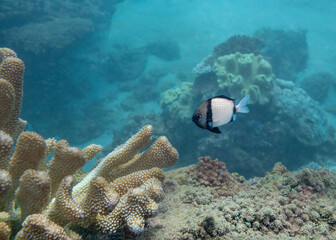 Reticulated Damselfish on Ningaloo Coral Reef, Western Australia, Australia