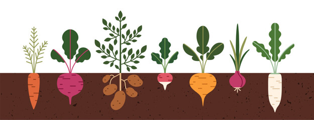 Vegetable root and leaves growing in ground, farm soil. Underground tubers, agriculture plants, food crop, beet, carrot, potato, onion and turnip. Flat vector illustration isolated on white background © Good Studio