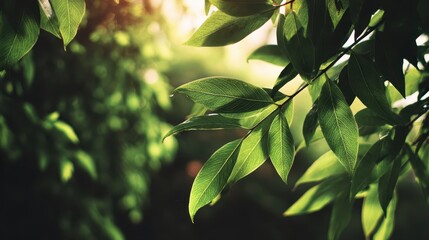 Obraz premium Sunlight filters through vibrant green leaves in a serene forest scene during a warm afternoon