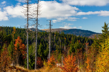 Waldsch&auml;den am Feldberg im Schwarzwald
