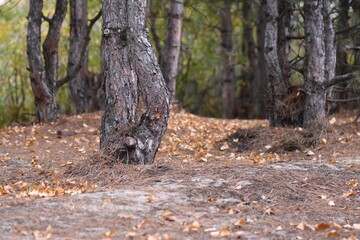 Autumn forest with fallen yellow leaves and pine trees