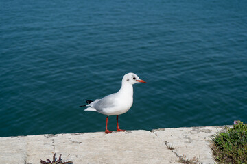 Mouette posée sur un rebord face à la mer à Saint-Martin-de-Ré