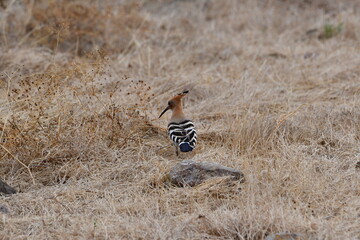 poupa-euroasiática, upupa epops © Marco