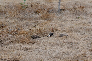 poupa-euroasiática, upupa epops © Marco