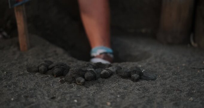 A close-up of the hands of a senior woman scientist volunteer as she collects hatchlings from nests at a sea turtle conservation center. She transfers them to a bowl to be released into the ocean.
