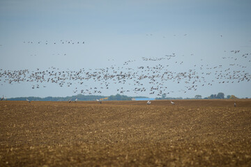 Large groups of common cranes catched on fields when feeding