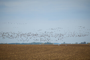 Large groups of common cranes catched on fields when feeding