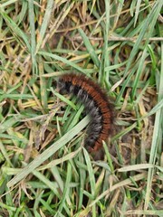 caterpillar on a leaf