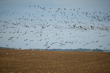 Large groups of common cranes catched on fields when feeding