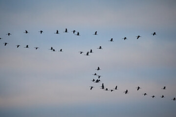 Large groups of common cranes flying to night location in Hungary countryside