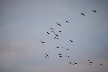 Large groups of common cranes flying to night location in Hungary countryside