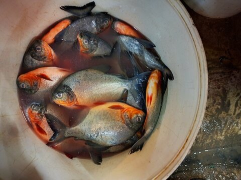 Fresh raw pacu fish or ikan bawal in a white bucket for sale at a traditional Indonesian market