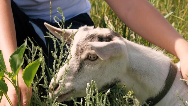 Male teen hands hugging cute black and white little goat feeding grass at summer sunny field closeup. Adorable baby goatling grazing eating lush greenery vegetation at natural pasture countryside