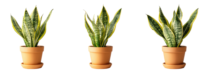 Three Sansevieria plants in terracotta pots with a black background. Each pot has a saucer