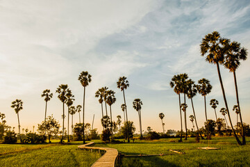 Serene Sunset Walkway Through a Field of Sugar Palms