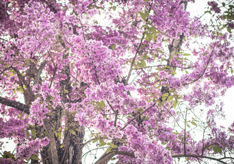 : Soft Purple Flowers Blooming Against a Bright Sky
