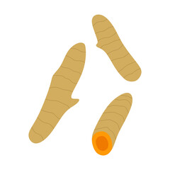 turmeric root vector illustration