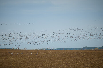 Large groups of common cranes catched on fields when feeding