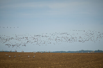 Large groups of common cranes catched on fields when feeding