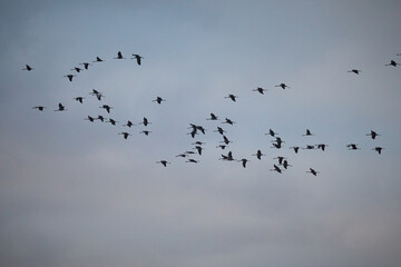 Large groups of common cranes flying to night location in Hungary countryside