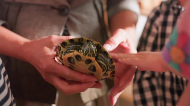 Close up of teacher holding tortoise while toddler reaches to touch extended shell and limbs, creating educational interaction highlighting curiosity, learning, and connection
