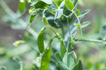 green peas in pods in the field close-up. selective focus.