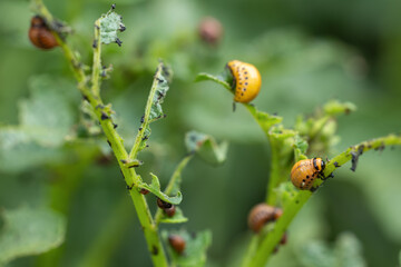 Colorado potato beetle larvae on eaten away potato leaf.