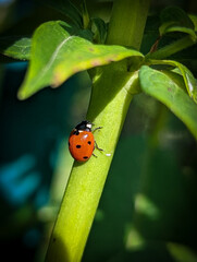 ladybug on leaf © MacroTale