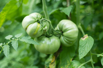 Fresh green tomatoes plant with fruits