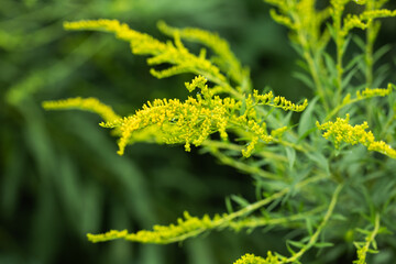 Canada goldenrod, Solidago canadensis yellow flowers closeup selective focus