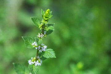 Peppermint flowers. Mint branch Herbal medicine