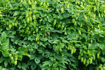 Fototapeta premium Hop plant with green cones and textured leaves growing in the garden