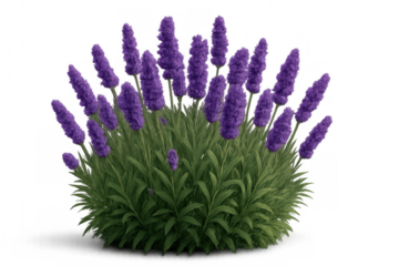 Blooming lavender bush with purple flower spikes, green leaves, fresh plant on transparent background