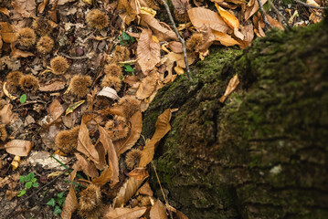 Forest Harvest: Fresh Chestnuts