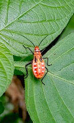 red bug on a leaf