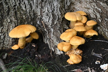 毒キノコ、オオワライタケ