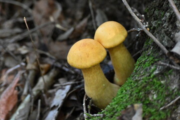 有毒キノコ、オオワライタケ