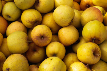 Yellow apples in the sunlight