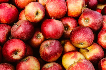 A pile of red apples in sunlight