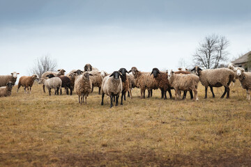 A photograph of a herd of domestic sheep in a meadow