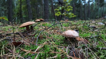 mushroom in the forest