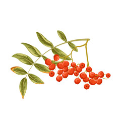 Rowan branch with green autumn leaves and red berries isolated on white background. Vector hand drawn cartoon illustration for autumn design, packaging, seasonal decor, stickers and print
