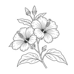 Detailed hand drawn sketch of hibiscus flowers and buds