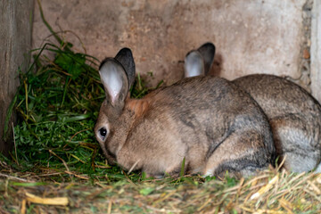 Baby rabbits in a rabbit hutch, cuniculus