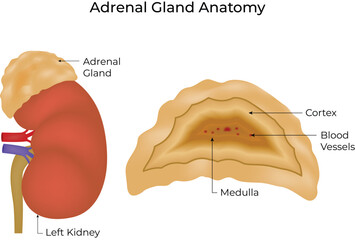 Adrenal Gland Anatomy Vector Illustration
