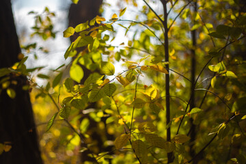 yellow maple leaves